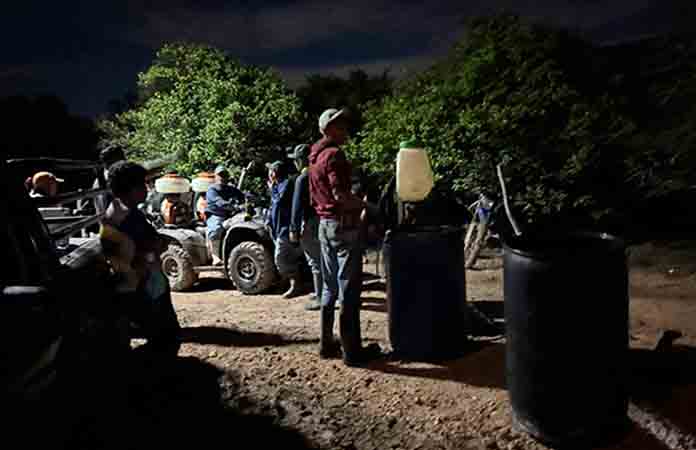 Plaga de langosta afecta los cultivos